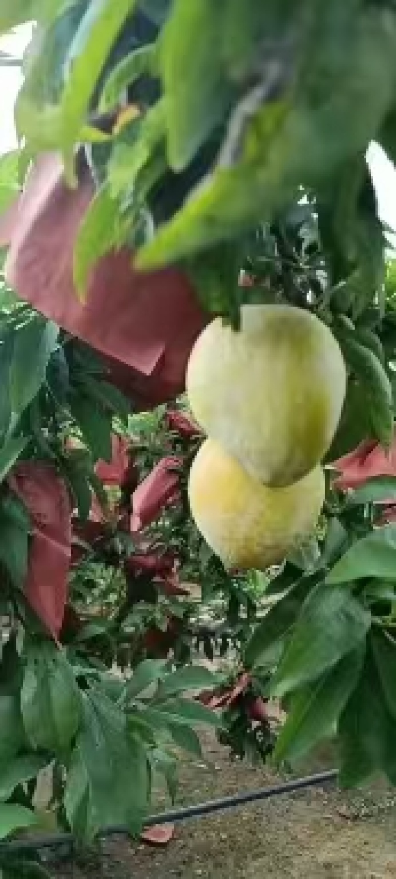 黄金李脆甜多汁肉质细腻一手货源产地直供对商超视频看货