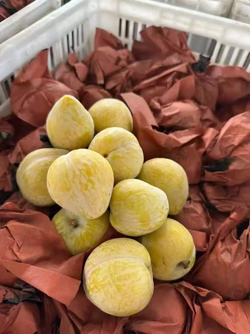 黄金李脆甜多汁肉质细腻一手货源产地直供对商超视频看货