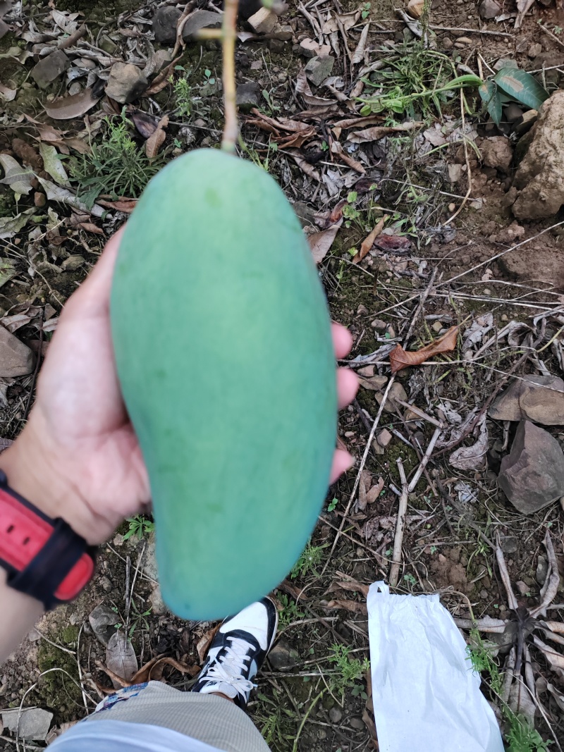 金煌芒果，品质好，口感细腻