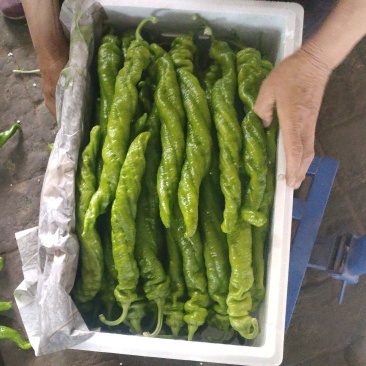螺丝椒