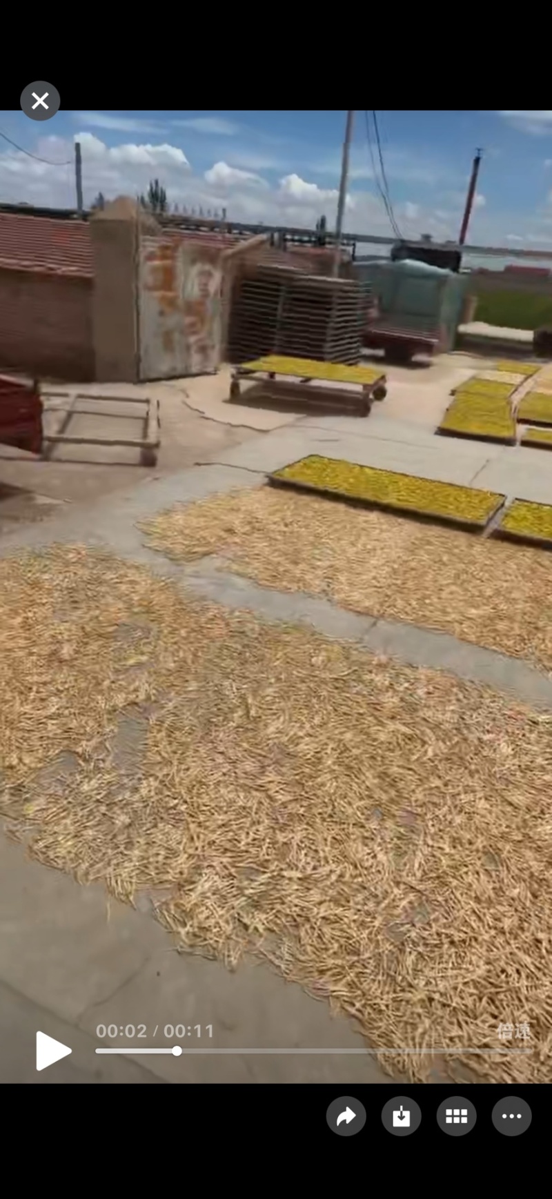 黄花菜大白条