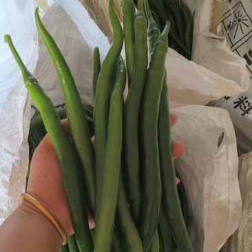 线椒