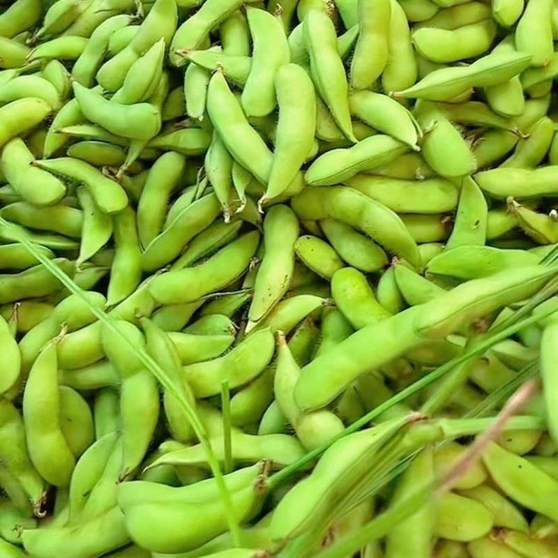 安徽临泉毛豆大量有货，物美价廉，欢迎老板电话订货