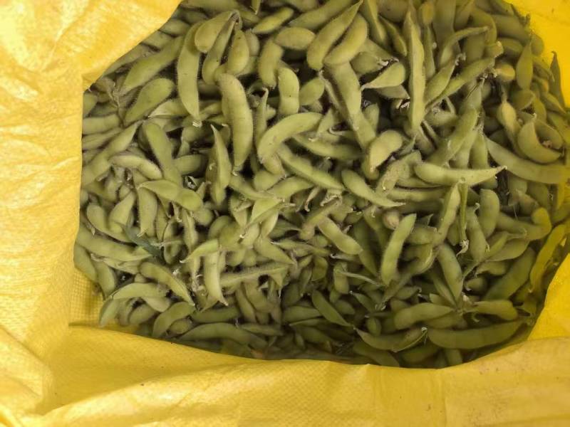 安徽临泉毛豆大量有货，物美价廉，欢迎老板电话订货