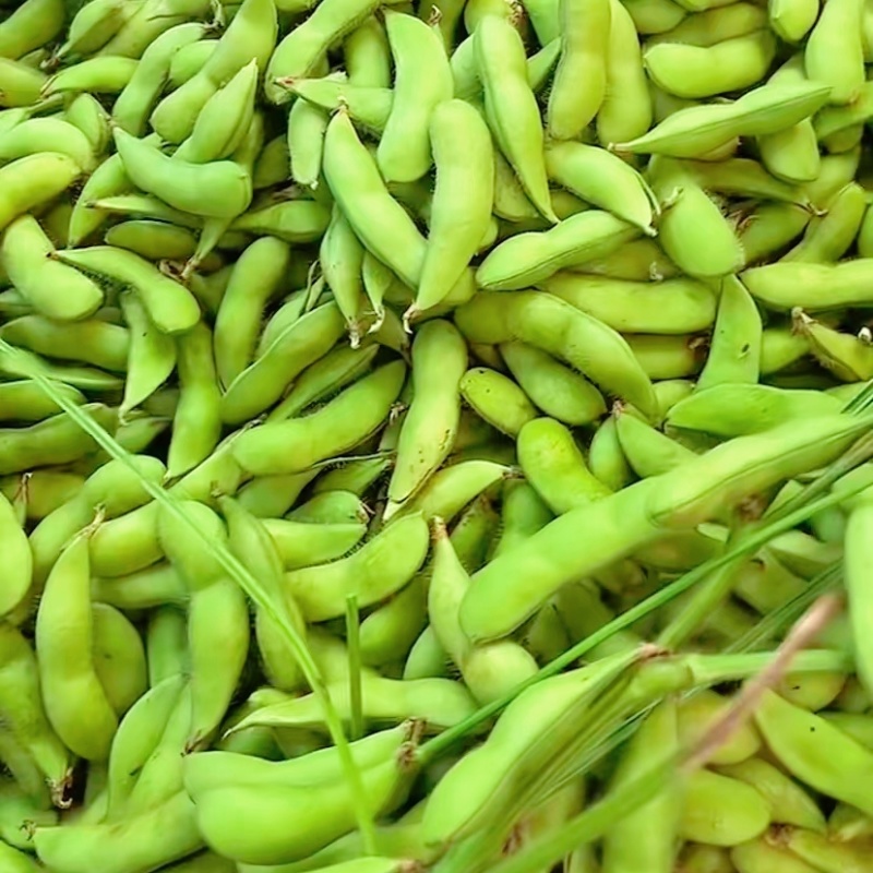 安徽临泉毛豆大量有货，物美价廉，欢迎老板电话订货