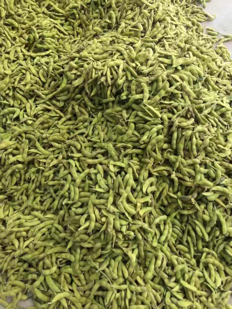 安徽临泉毛豆大量有货，物美价廉，欢迎老板电话订货