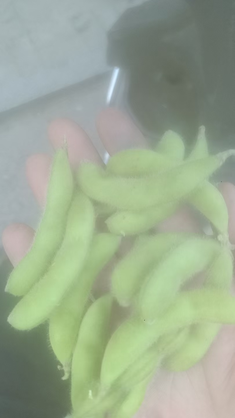 安徽临泉毛豆大量有货，物美价廉，欢迎老板电话订货