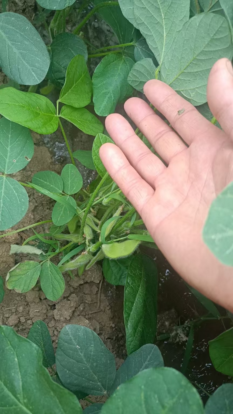 安徽临泉毛豆大量有货，物美价廉，欢迎老板电话订货