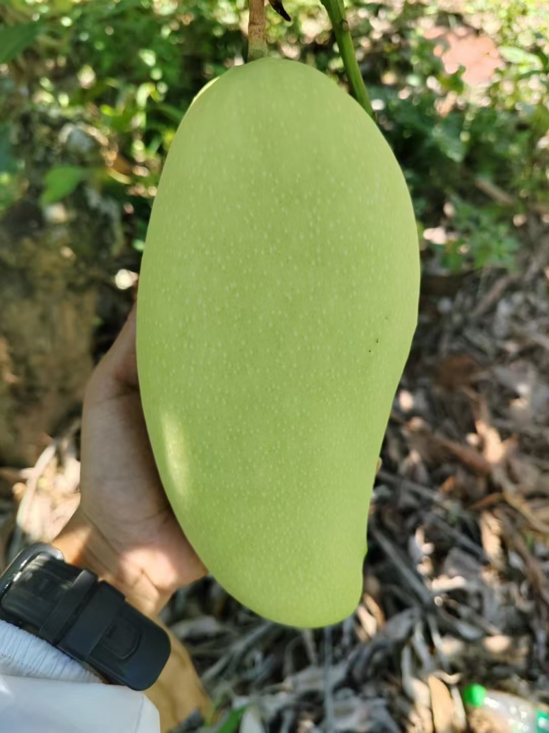 热带金煌芒果，果面光滑，品质好