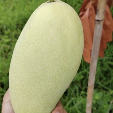 热带金煌芒果，果面光滑，品质好