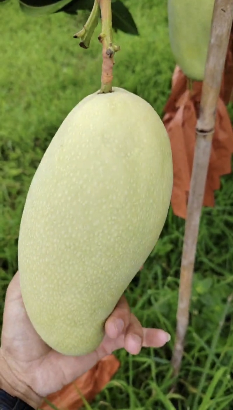 热带金煌芒果，果面光滑，品质好