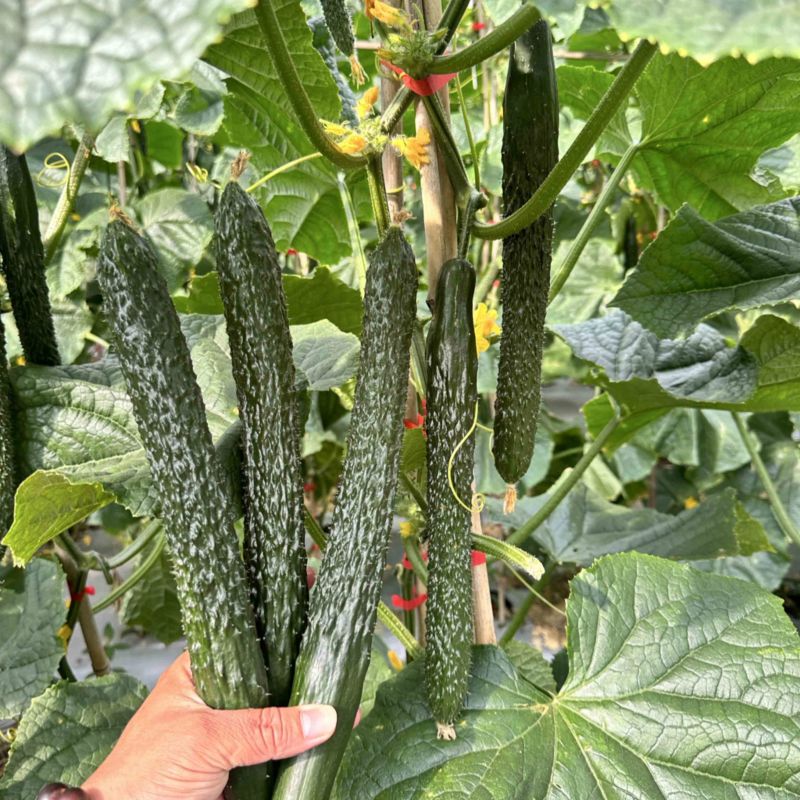 贵州黄瓜蜜刺黄瓜青瓜一手货源按要求采摘打包大量供应
