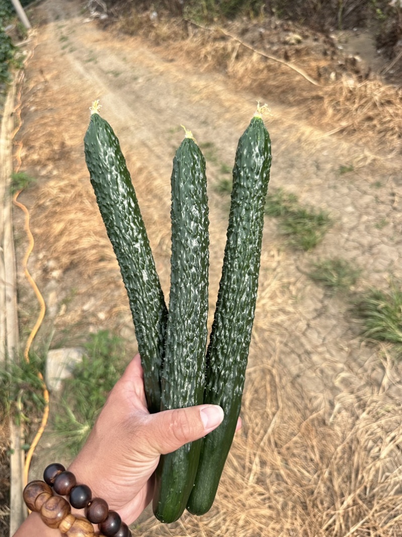 蜜刺黄瓜贵州黄瓜青瓜产地直发按要求采摘，按标准打包