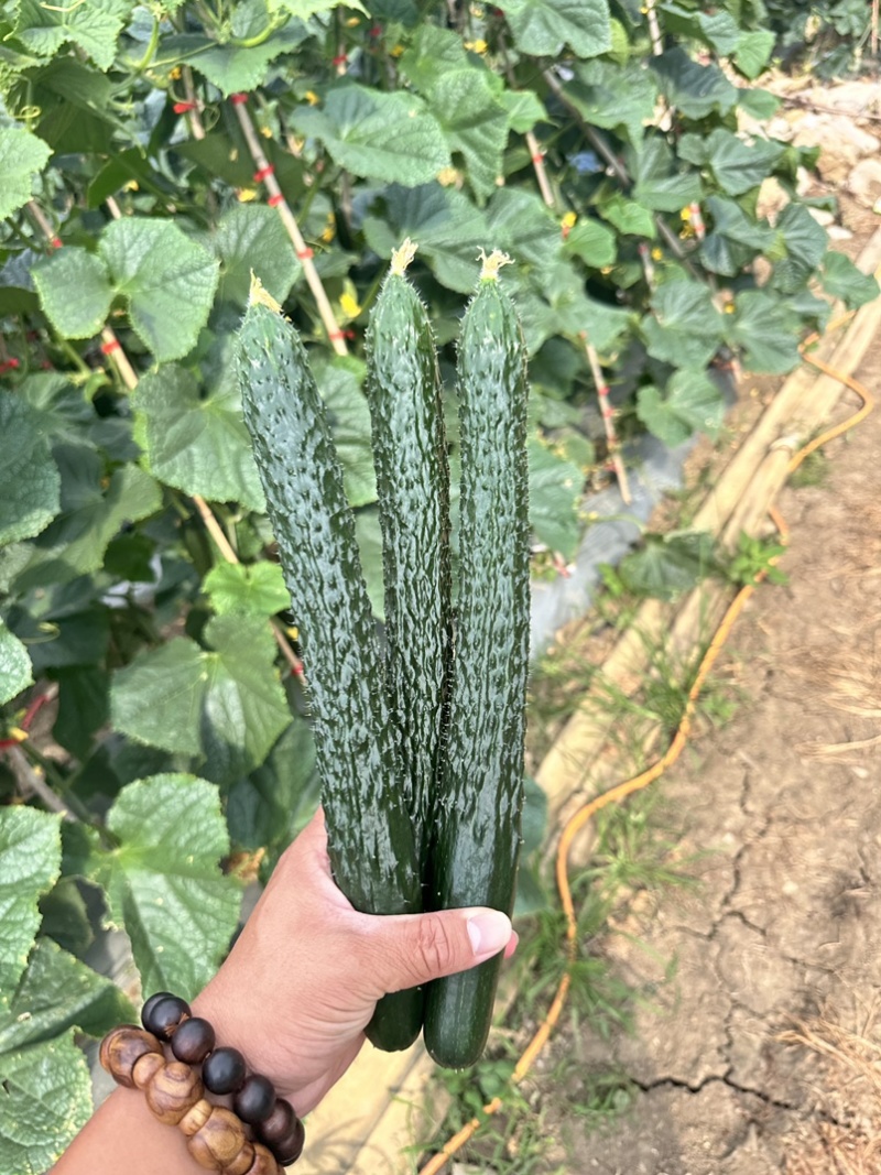 蜜刺黄瓜贵州黄瓜青瓜产地直发按要求采摘，按标准打包