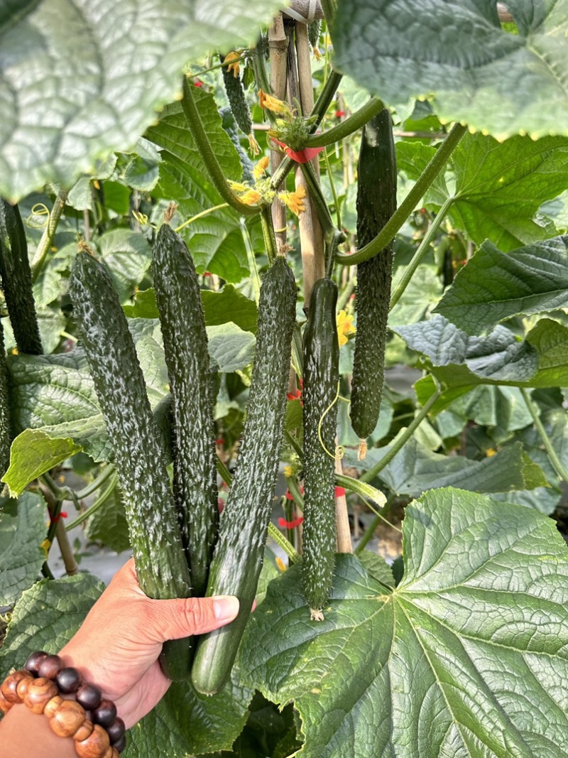 蜜刺黄瓜贵州黄瓜青瓜产地直发按要求采摘，按标准打包