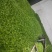 新鲜芽苗菜豌豆苗长度12cm左右现采现发