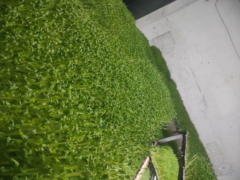 新鲜芽苗菜豌豆苗长度12cm左右现采现发
