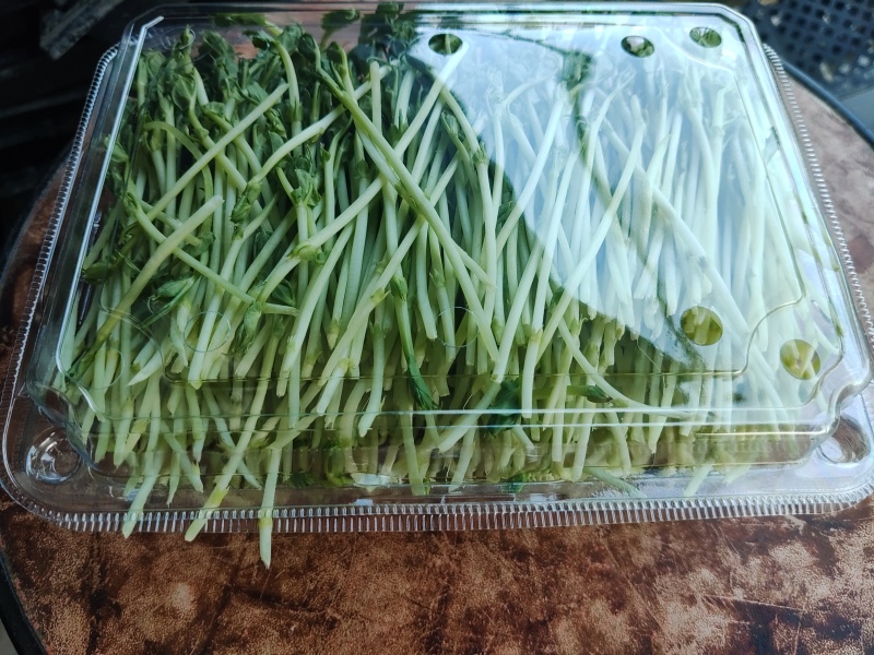 新鲜芽苗菜豌豆苗长度12cm左右现采现发