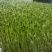新鲜芽苗菜豌豆苗长度12cm左右现采现发
