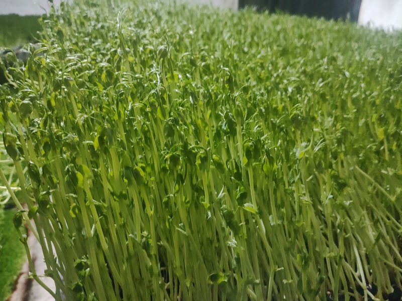 新鲜芽苗菜豌豆苗长度12cm左右现采现发