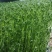 新鲜芽苗菜豌豆苗长度12cm左右现采现发