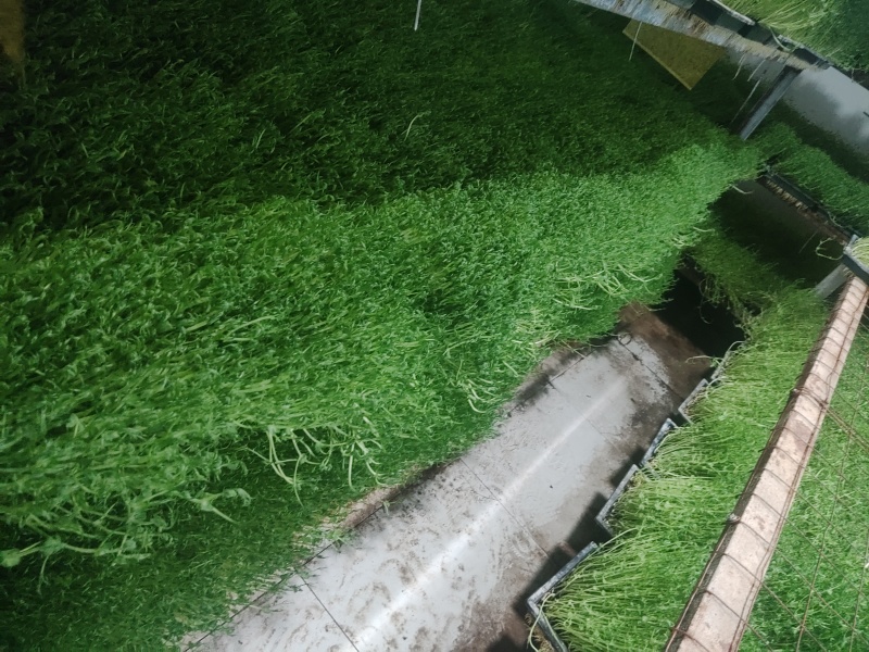 新鲜芽苗菜豌豆苗长度12cm左右现采现发