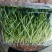 新鲜芽苗菜豌豆苗长度12cm左右现采现发