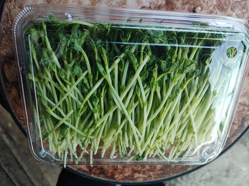 新鲜芽苗菜豌豆苗长度12cm左右现采现发