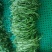 新鲜芽苗菜豌豆苗长度12cm左右现采现发