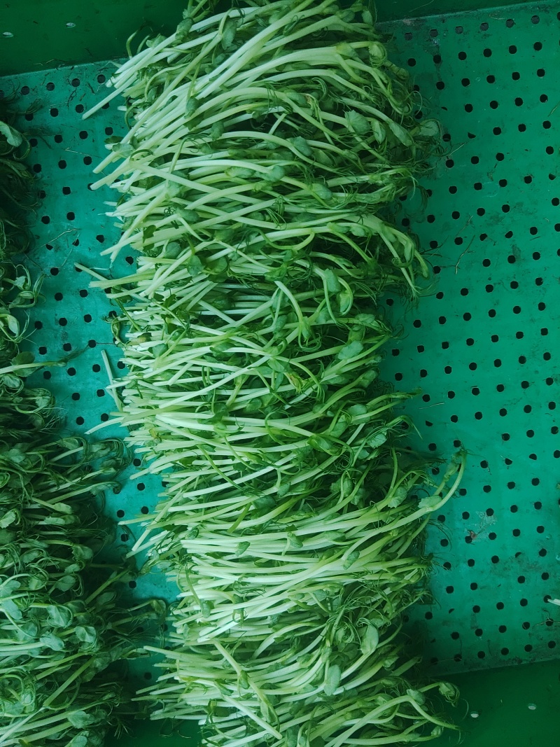 新鲜芽苗菜豌豆苗长度12cm左右现采现发
