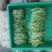 新鲜芽苗菜豌豆苗长度12cm左右现采现发