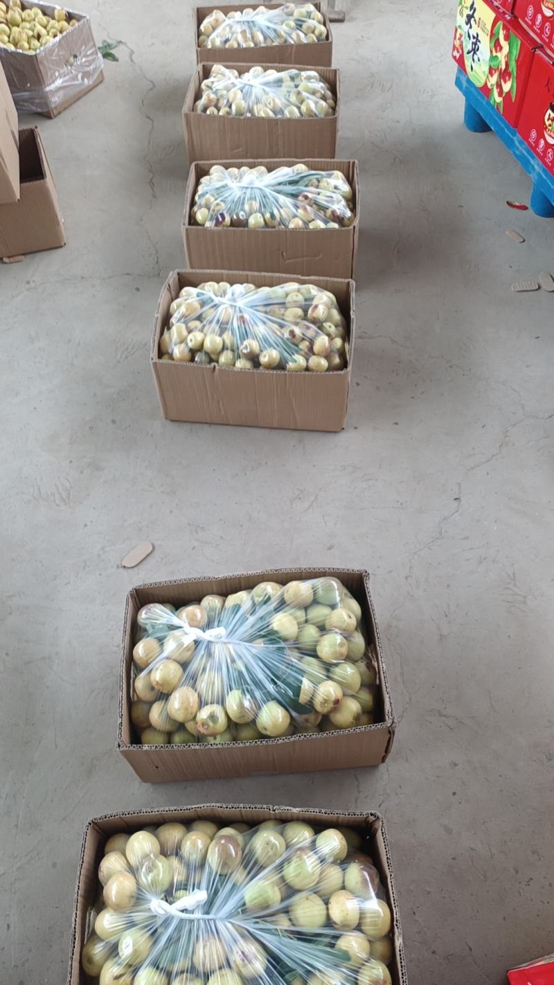 大荔冬枣