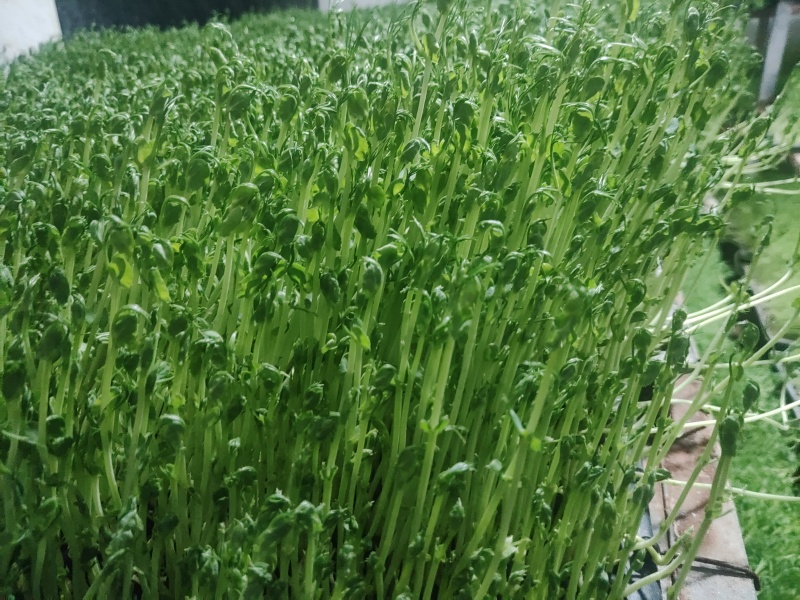 豌豆苗是芽苗菜中的一个品种长度12cm左右当天采收发货