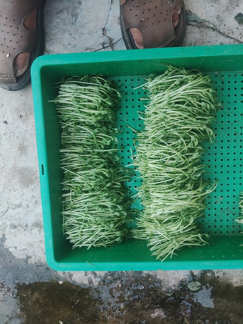 豌豆苗是芽苗菜中的一个品种长度12cm左右当天采收发货