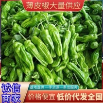 【推荐】薄皮椒/江苏鲜辣椒《基地直供量大从优》全国发货