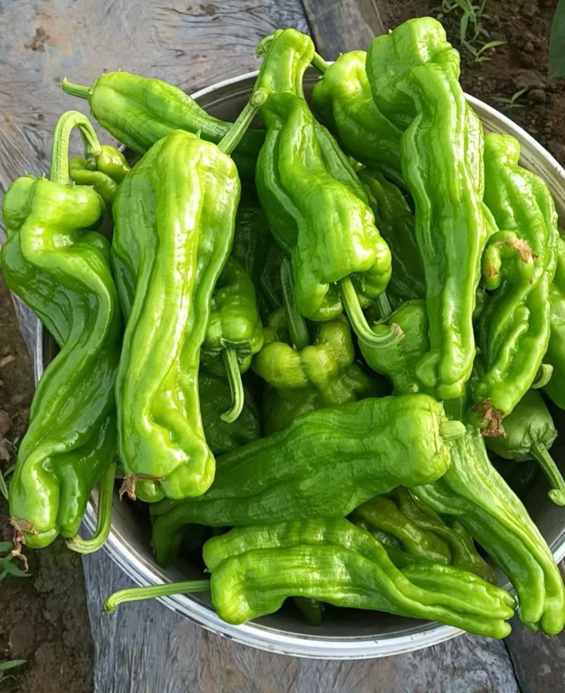 【推荐】薄皮椒/江苏鲜辣椒《基地直供量大从优》全国发货