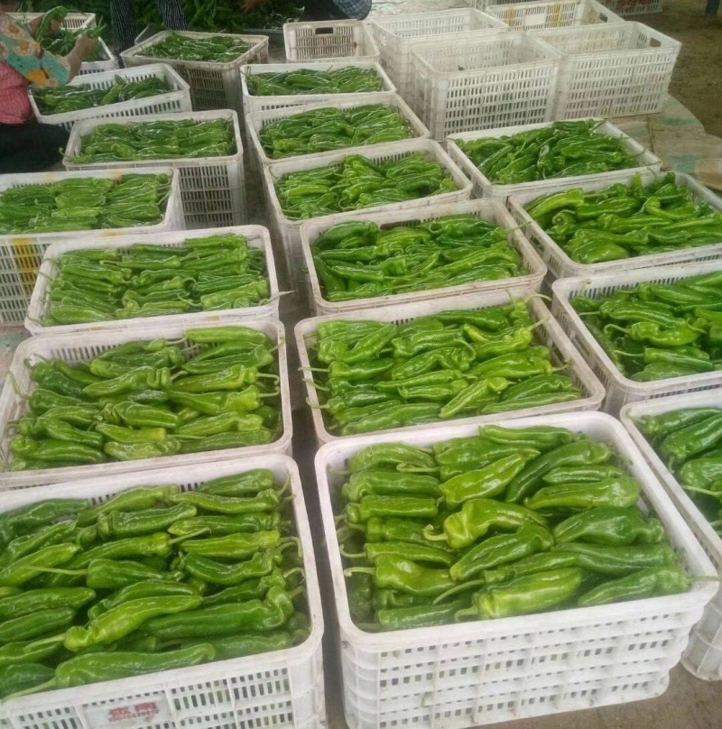 【推荐】薄皮椒/江苏鲜辣椒《基地直供量大从优》全国发货