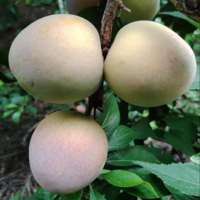 秋李子大量有货