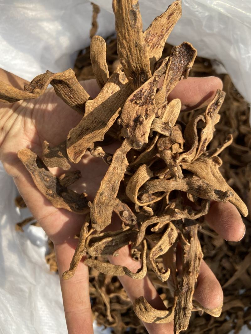 骨碎补