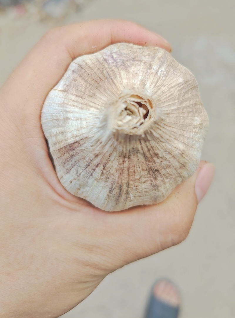 陕西大荔大蒜