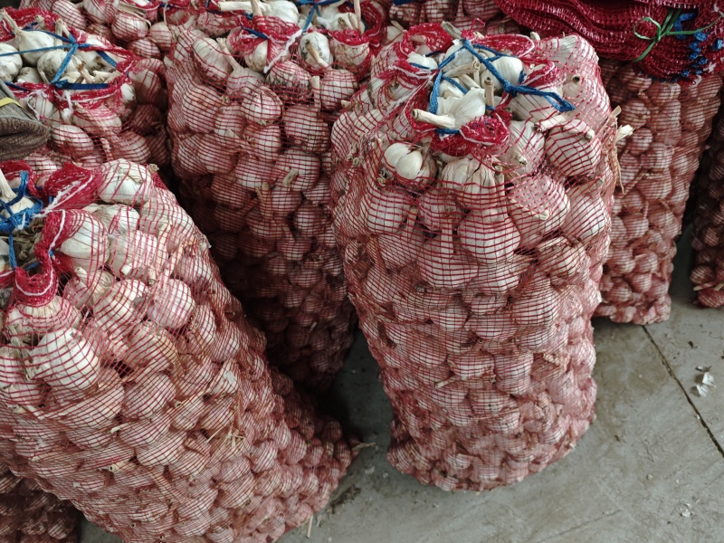 陕西大荔大蒜