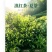 工夫红茶古树夏茶一芽两叶/一芽三叶
