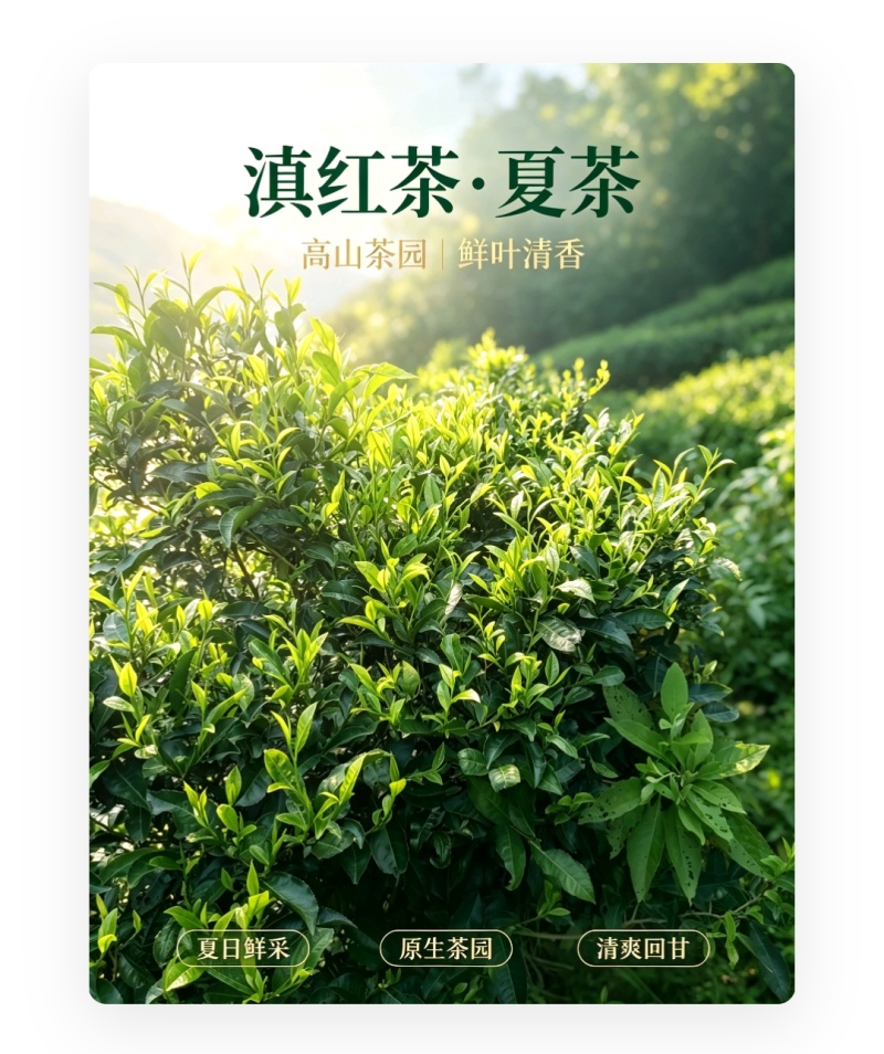 工夫红茶古树夏茶一芽两叶/一芽三叶