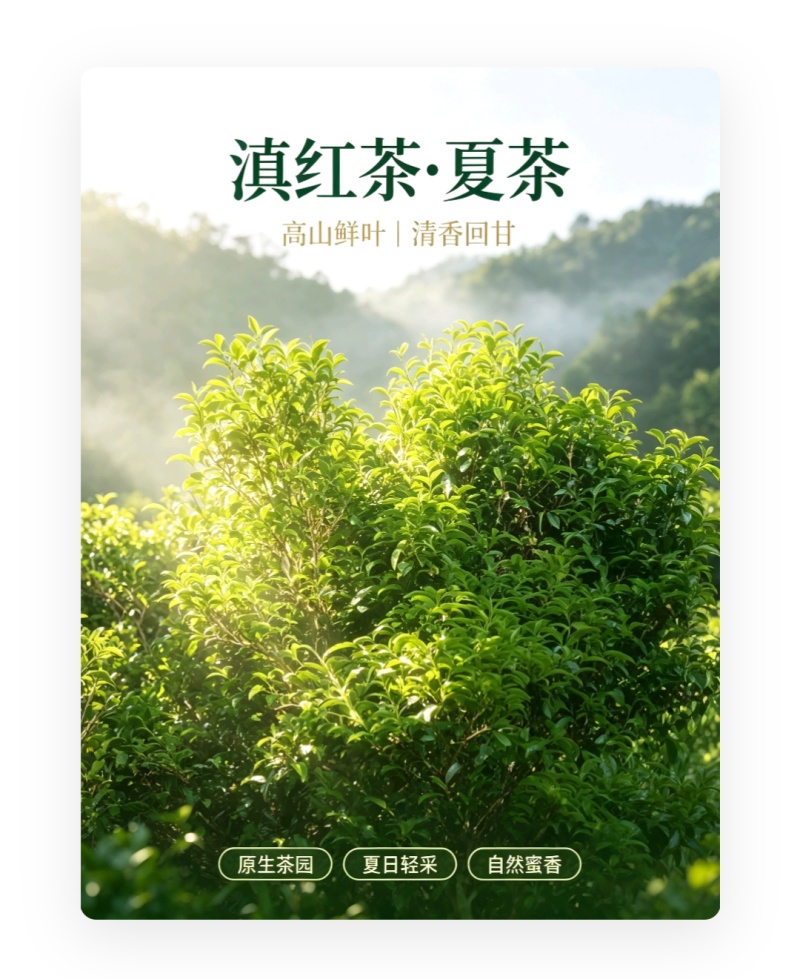 工夫红茶古树夏茶一芽两叶/一芽三叶