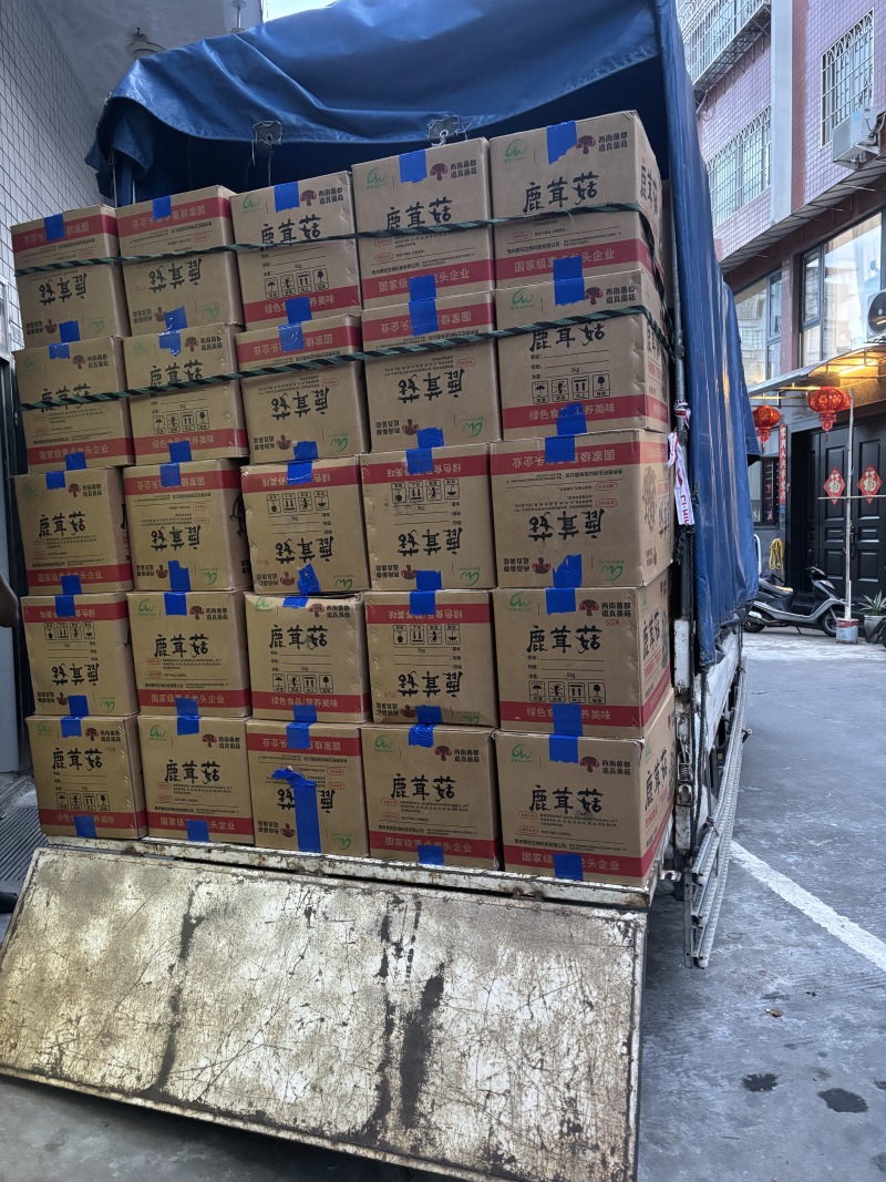 鹿茸菇中粗条