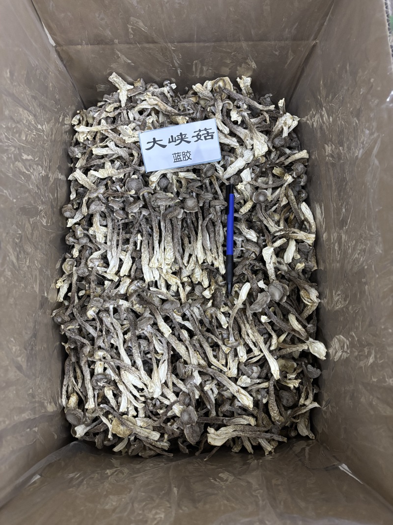 鹿茸菇中粗条