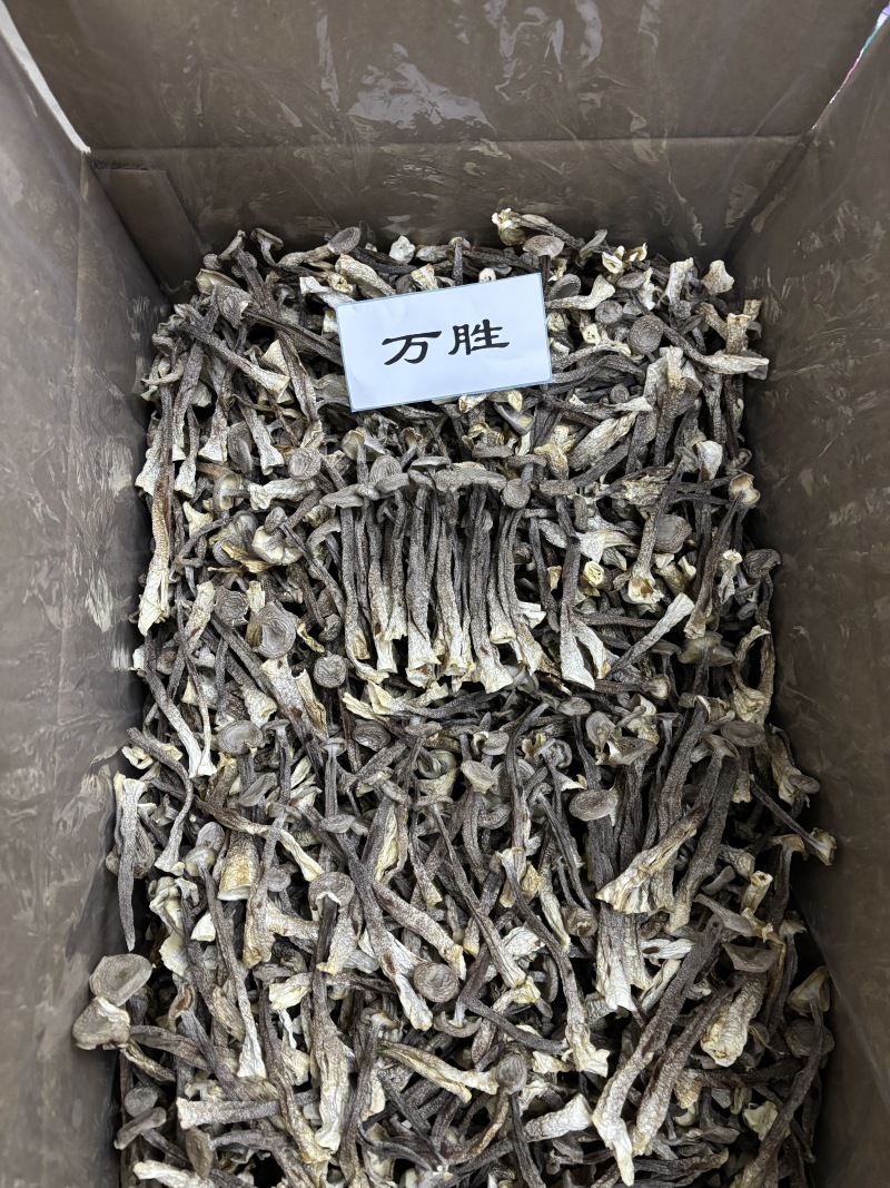 鹿茸菇中粗条