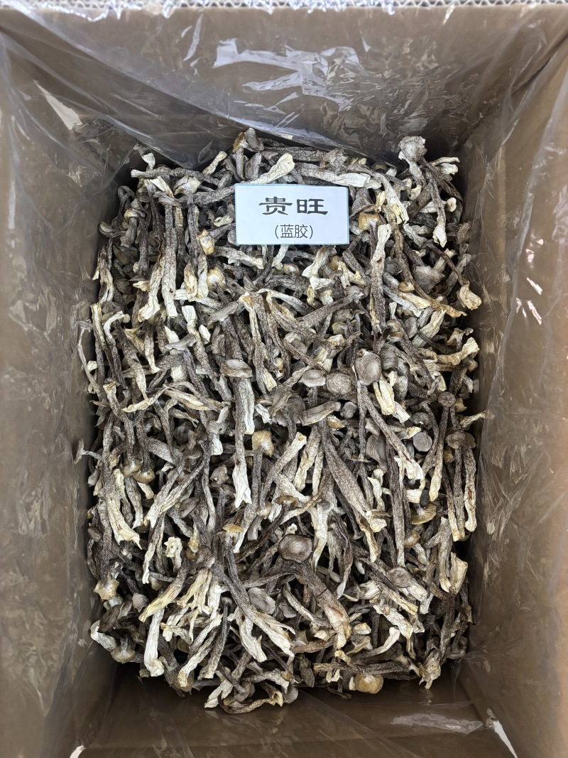 鹿茸菇中粗条