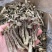 鹿茸菇中粗条