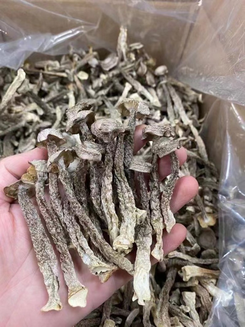 鹿茸菇中粗条